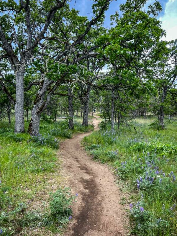 Memaloose Hills trail