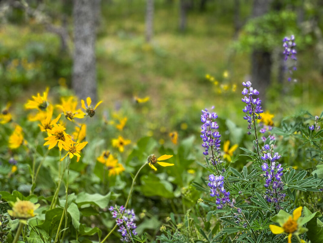 Wildflowers on the Memaloose Hills trail