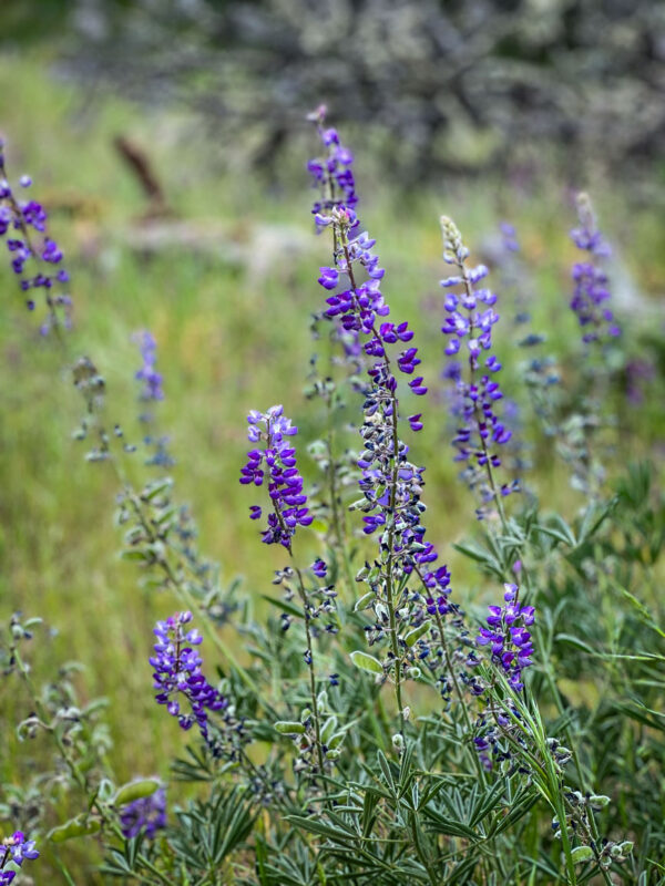 Wildflowers on the Memaloose Hills trail